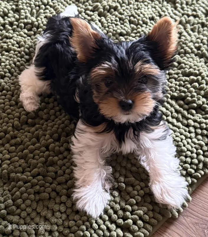 Lilly – Biewer puppy for sale in Darlington, SC