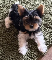 Lilly, a female Biewer for sale in Darlington, SC – 1 of 1