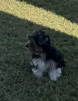 Watson, a male Biewer for sale in Darlington, SC – 3 of 5