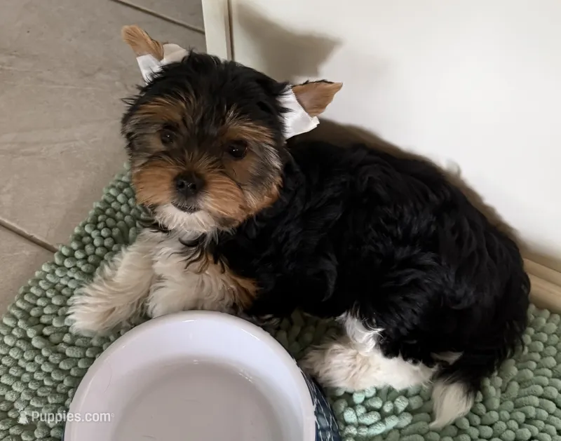 Watson – Biewer puppy for sale in Darlington, SC