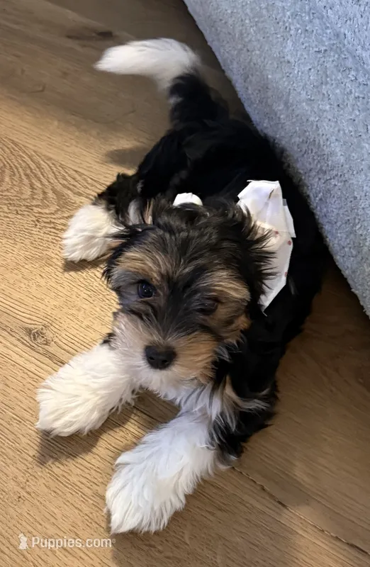 Theo – Biewer puppy for sale in Darlington, SC