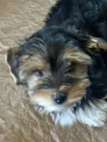 Watson, a male Biewer for sale in Darlington, SC – 4 of 5