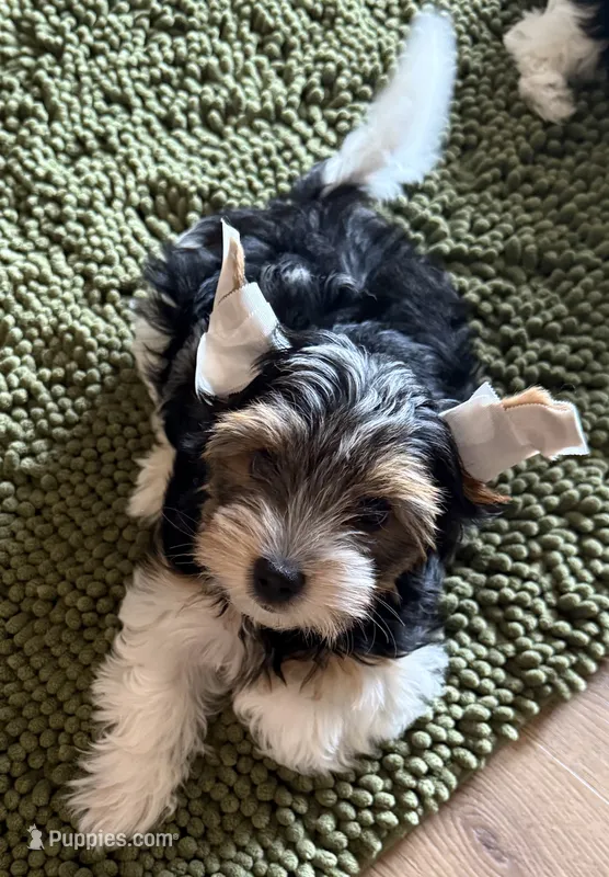 Andy – Biewer puppy for sale in Darlington, SC