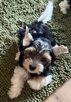 Andy, a male Biewer for sale in Darlington, SC – 1 of 1