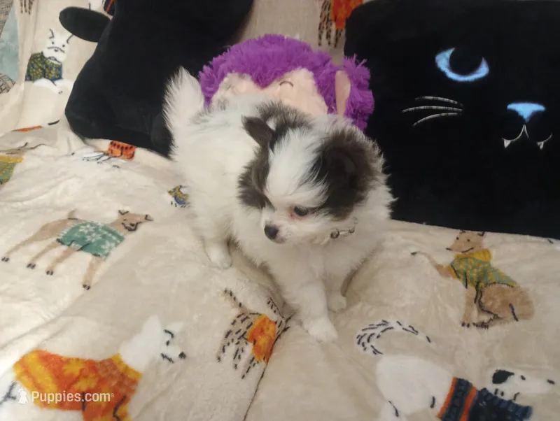 Casanova  – Chihuahua, Pomeranian puppy for sale in Singleton, TX