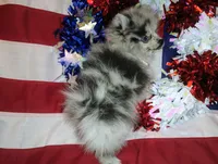 Magic Marker Deposit made Marcas, a male Pomeranian for sale in Singleton, TX – 3 of 6