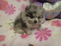 Magic Marker, a male Pomeranian for sale in Singleton, TX – Photo 4 of 5