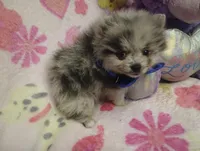 Magic Marker, a male Pomeranian for sale in Singleton, TX – Photo 5 of 5