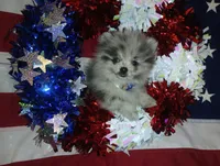 Magic Marker Deposit made Marcas, a male Pomeranian for sale in Singleton, TX – 5 of 6