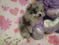 Magic Marker, a male Pomeranian for sale in Singleton, TX – Photo 2 of 5