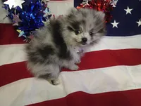 Magic Marker Deposit made Marcas, a male Pomeranian for sale in Singleton, TX – 2 of 6