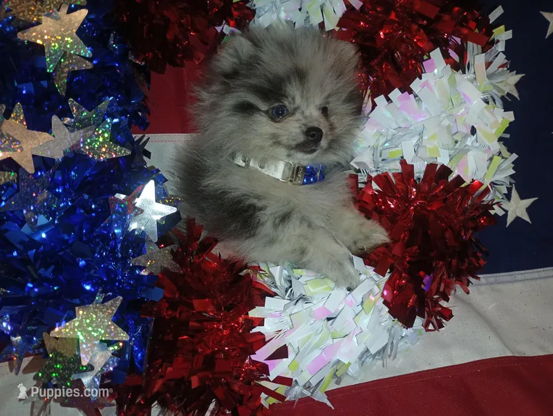 Magic Marker – Pomeranian puppy for sale in Singleton, TX