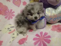 Magic Marker, a male Pomeranian for sale in Singleton, TX – Photo 1 of 5