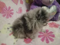 Magic Marker, a male Pomeranian for sale in Singleton, TX – Photo 3 of 5