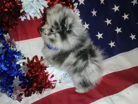Magic Marker Deposit made Marcas, a male Pomeranian for sale in Singleton, TX – 4 of 6
