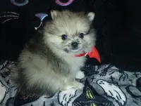 Beautiful Angel, a female Pomeranian for sale in Singleton, TX – 2 of 5