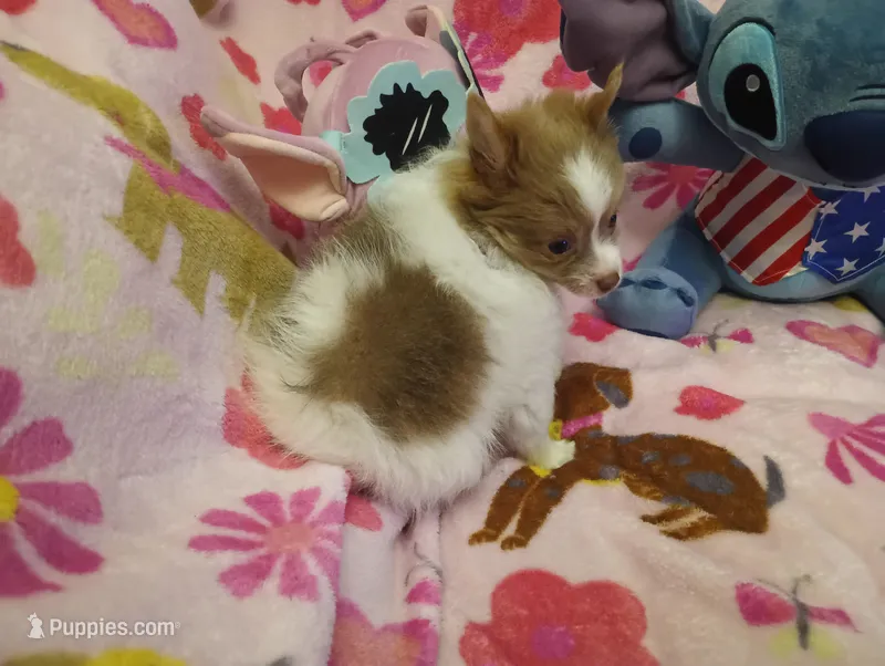 Fancy Pants – Chihuahua, Pomeranian puppy for sale in Singleton, TX