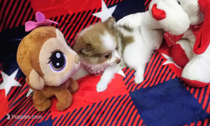 Girley – Chihuahua, Pomeranian puppy for sale in Singleton, TX