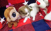 Girley, a female Chihuahua and Pomeranian for sale in Singleton, TX – 1 of 4