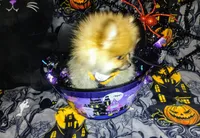 Magic Mike, a male Pomeranian for sale in Singleton, TX – 4 of 5