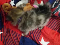 Lookie Lou, a female Chihuahua and Pomeranian for sale in Singleton, TX – 5 of 5