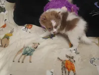 Fancy Pants, a female Chihuahua and Pomeranian for sale in Singleton, TX – 5 of 5
