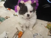 Casanova , a male Chihuahua and Pomeranian for sale in Singleton, TX – 3 of 5