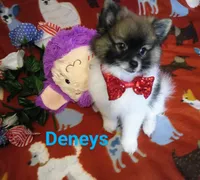 Tex deposit the Browns, a male Pomeranian for sale in Singleton, TX – 2 of 5