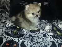 Beautiful Angel, a female Pomeranian for sale in Singleton, TX – 4 of 5