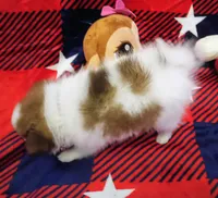 Girley, a female Chihuahua and Pomeranian for sale in Singleton, TX – 2 of 4