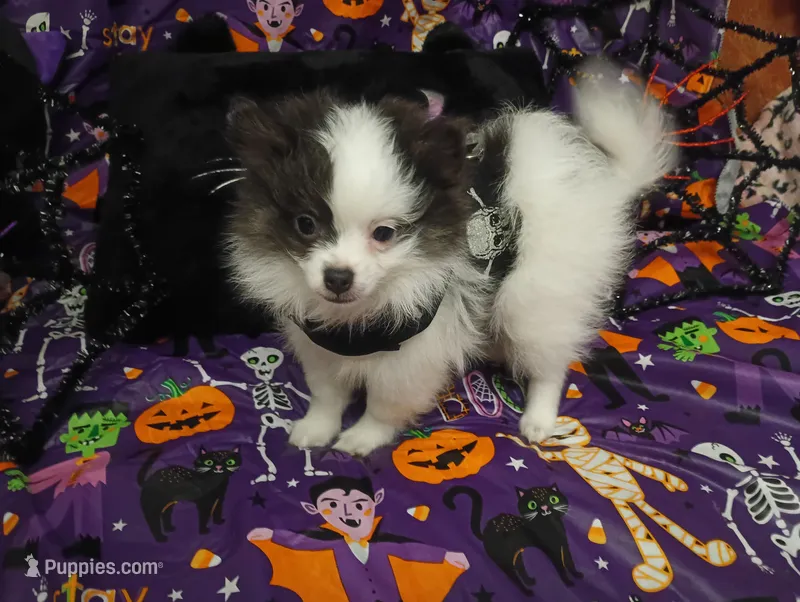 Casanova  – Chihuahua, Pomeranian puppy for sale in Singleton, TX