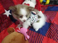 Girley, a female Chihuahua and Pomeranian for sale in Singleton, TX – 4 of 4