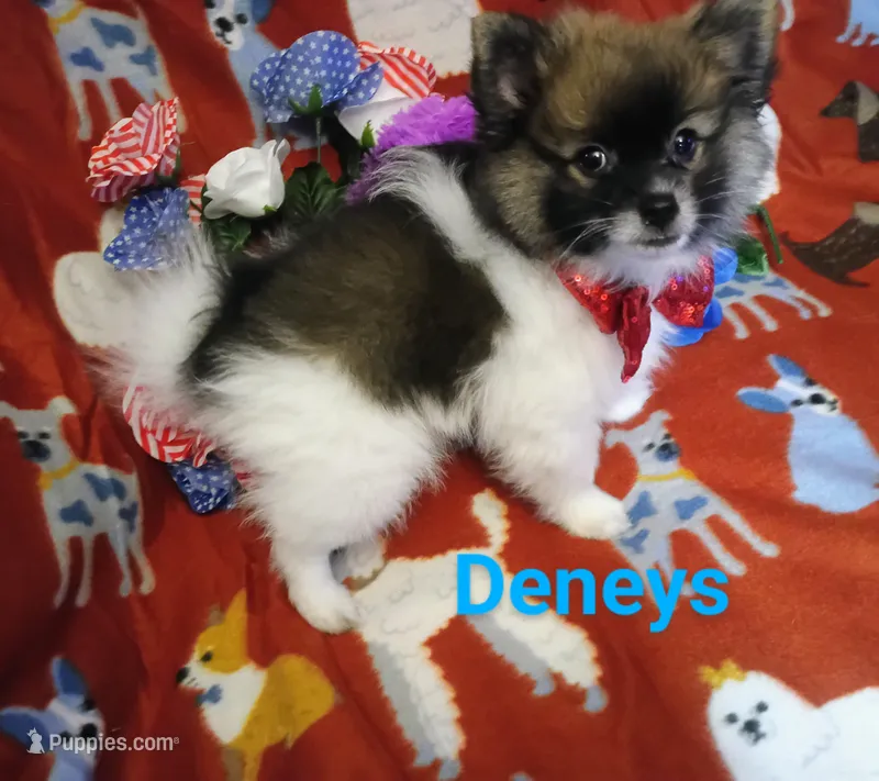 Tex – Pomeranian puppy for sale in Singleton, TX