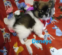 Tex deposit the Browns, a male Pomeranian for sale in Singleton, TX – 1 of 5