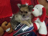 Lookie Lou, a female Chihuahua and Pomeranian for sale in Singleton, TX – 1 of 5