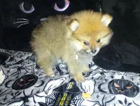 Pumpkin, a male Pomeranian for sale in Singleton, TX – 2 of 3