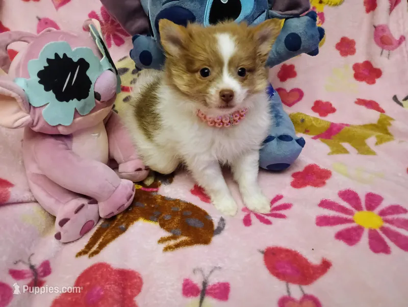 Fancy Pants – Chihuahua, Pomeranian puppy for sale in Singleton, TX