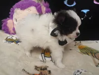 Casanova , a male Chihuahua and Pomeranian for sale in Singleton, TX – 5 of 5