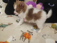 Fancy Pants, a female Chihuahua and Pomeranian for sale in Singleton, TX – 2 of 5