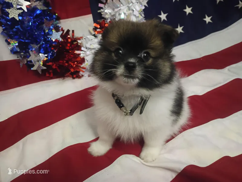 Tex, a male Pomeranian for sale in Singleton, TX – Photo 1 of 3