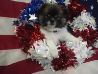 Tex, a male Pomeranian for sale in Singleton, TX – Photo 3 of 3