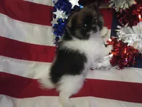 Tex, a male Pomeranian for sale in Singleton, TX – Photo 2 of 3