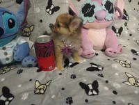 Lookie Lou Merle  Hold Deposit, a female Chihuahua and Pomeranian for sale in Singleton, TX – 9 of 9