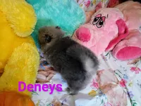 Easter, a female Pomeranian for sale in Singleton, TX – Photo 3 of 4