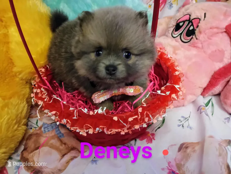 Easter – Pomeranian puppy for sale in Singleton, TX