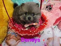 Easter, a female Pomeranian for sale in Singleton, TX – Photo 2 of 4