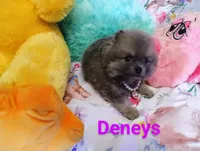 Easter, a female Pomeranian for sale in Singleton, TX – Photo 1 of 4