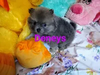 Easter, a female Pomeranian for sale in Singleton, TX – Photo 4 of 4