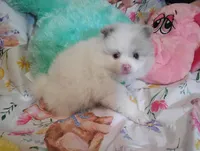 Cotton Tail, a male Pomeranian for sale in Singleton, TX – Photo 4 of 4