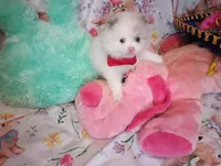 Cotton Tail, a male Pomeranian for sale in Singleton, TX – Photo 1 of 4